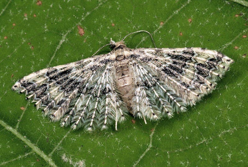 Pterotopteryx  dodecadactyla  (Alucitidae)